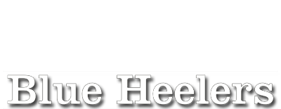 Blue Heelers