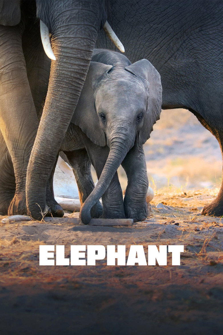Elephant (2020) — affiche film et bande-annonce