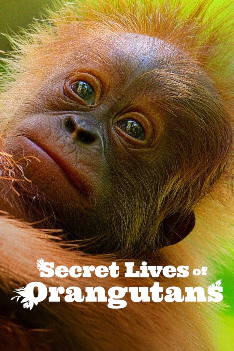 Secret Lives of Orangutans (2024) — affiche film et bande-annonce