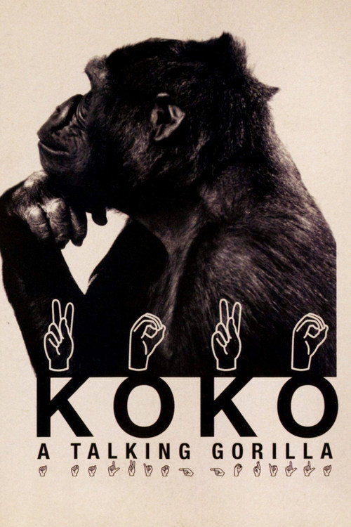 Koko, a Talking Gorilla