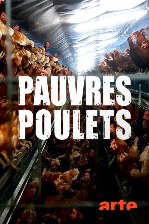 Armes Huhn - armer Mensch: Vom Frühstücksei zur Wirtschaftsflucht