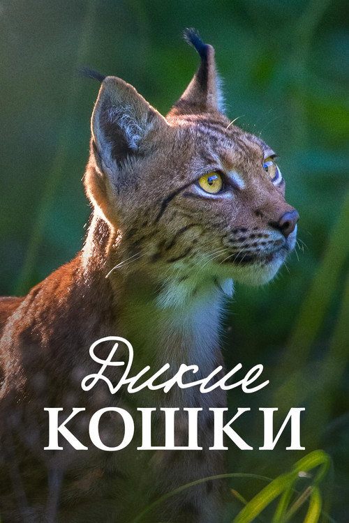 Poster Lynx