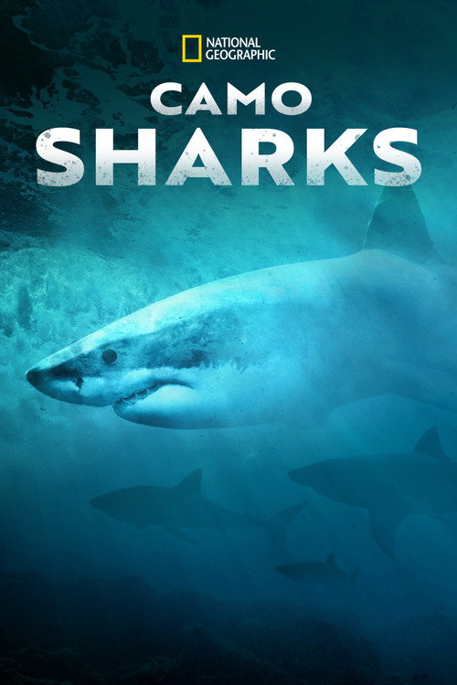 Poster Camo Sharks