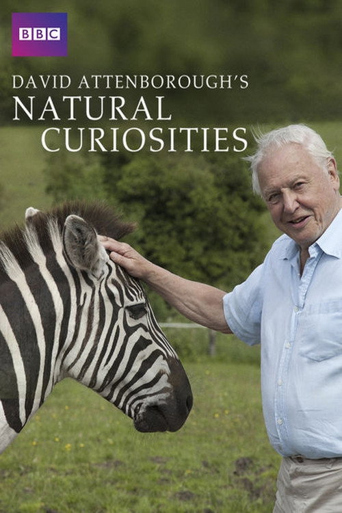 Poster Natural Curiosities