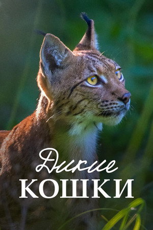 Lynx