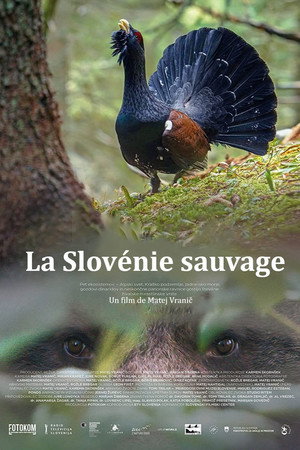 Divja Slovenija